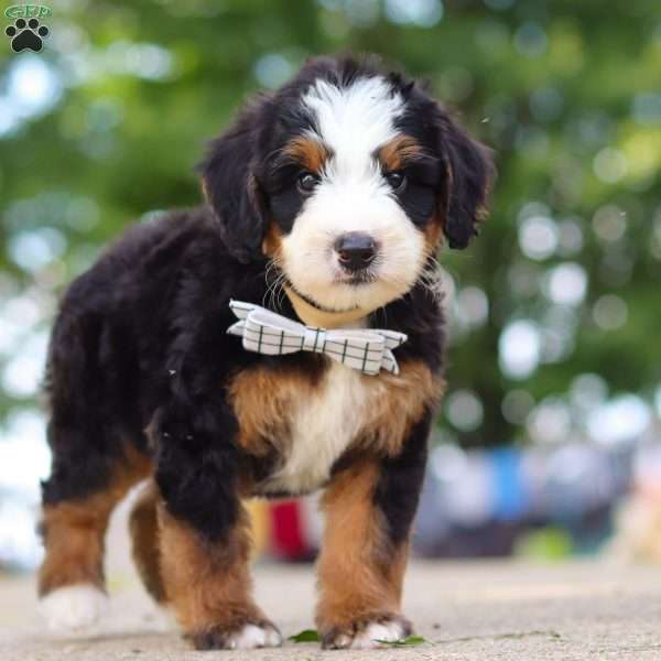 Bad bad Leroy Brown, Mini Bernedoodle Puppy